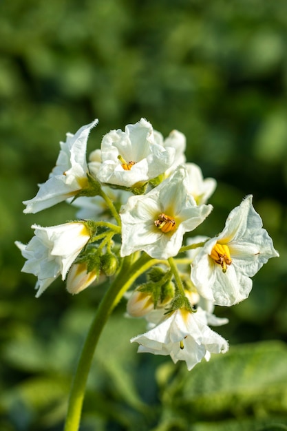 Kartoffelblumen, die auf dem Feld blühen