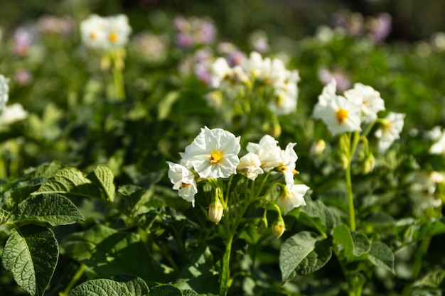 Kartoffelfeld Kartoffeln blühen auf dem Feld im Garten Kartoffelblumen gegen den Himmel