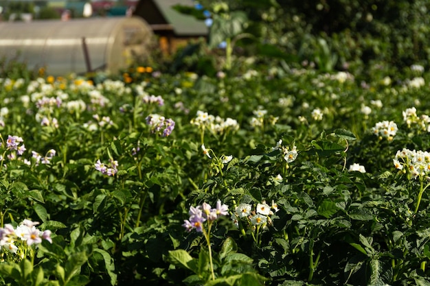 Kartoffelfeld Kartoffeln blühen auf dem Feld im Garten Kartoffelblumen gegen den Himmel