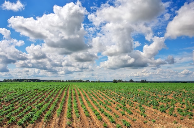 Kartoffelfeld und bewölkter blauer Himmel. Kartoffelfeld mit grünen Kartoffelsprossen. Zusammensetzung der Natur