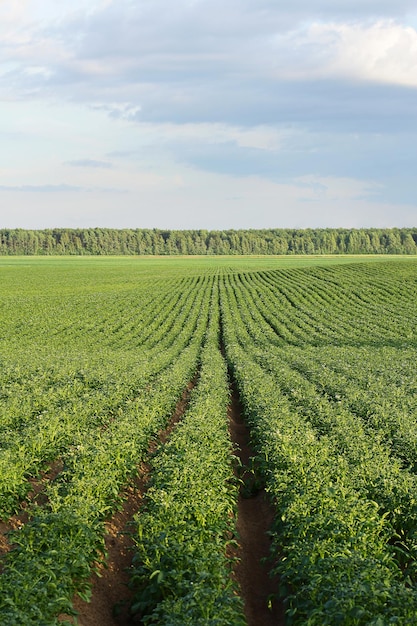 Kartoffelfeld während der Kartoffelblüte Landwirtschaft Anbau von natürlichen Lebensmitteln im industriellen Maßstab