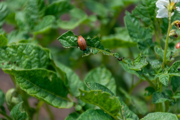 Kartoffelkäfer zerstört eine Kartoffelplantage