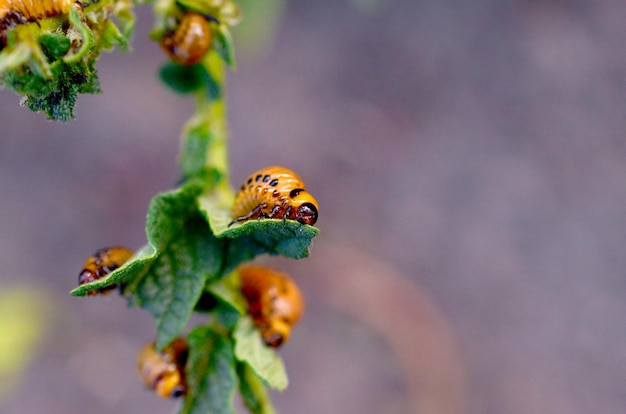 Kartoffelkäferlarven essen Blatt der jungen Kartoffel