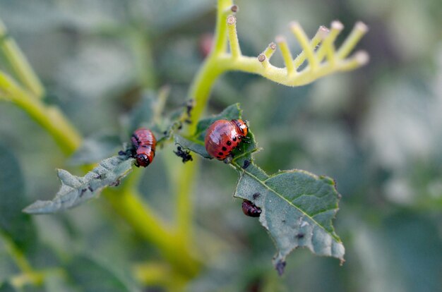 Kartoffelkäferlarven essen Blatt der Kartoffel