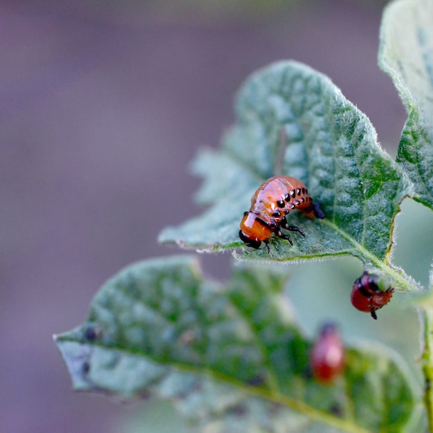 Kartoffelkäferlarven fressen Blatt der jungen Kartoffel