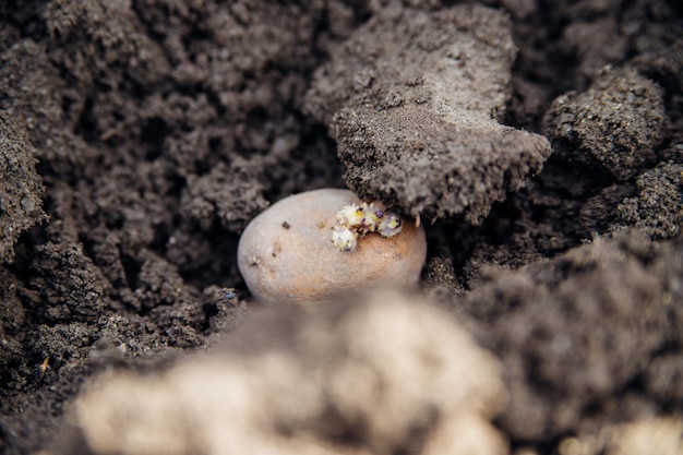 Kartoffelknollen liegen auf dem Boden Vorfrühlingsvorbereitung für die Gartensaison Kartoffeln mit Spross im Garten auf dem Bett Anbau von Bio-Gemüse