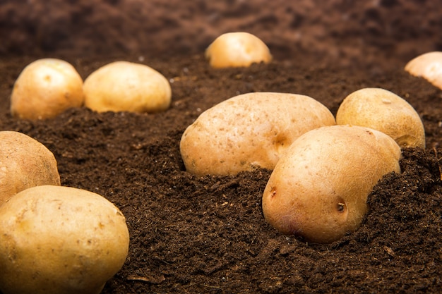 Kartoffeln auf dem Boden