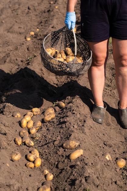 Kartoffeln auf dem Feld manuell pflücken Ein Mann erntet Kartoffeln auf der Erde