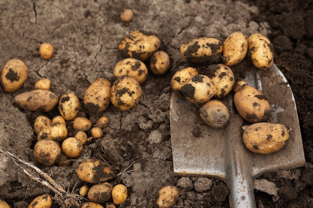 Kartoffeln auf einer Schaufel Graben von Kartoffeln im Garten Gartenarbeit Landwirtschaft ländlich