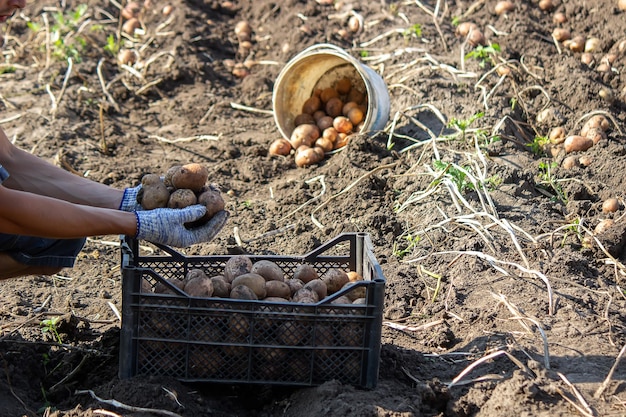 Kartoffeln ernten Gute Ernte Der Bauer hält Kartoffeln in den Händen