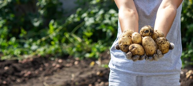 Kartoffeln ernten Gute Kartoffelernte