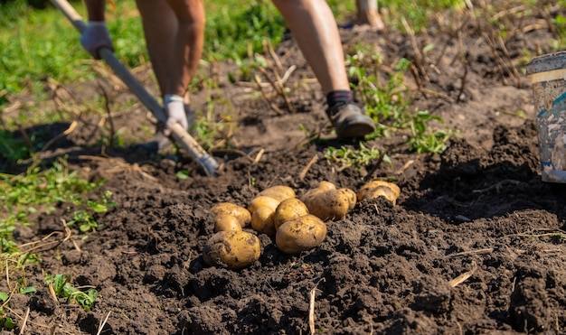 Kartoffeln graben. Kartoffeln auf dem Bauernhof ernten. Umweltfreundliches und natürliches Produkt.