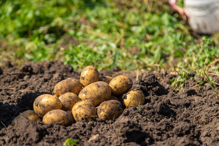 Kartoffeln graben. Kartoffeln auf dem Bauernhof ernten. Umweltfreundliches und natürliches Produkt.