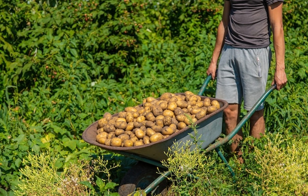 Kartoffeln graben. Kartoffeln auf dem Bauernhof ernten. Umweltfreundliches und natürliches Produkt.