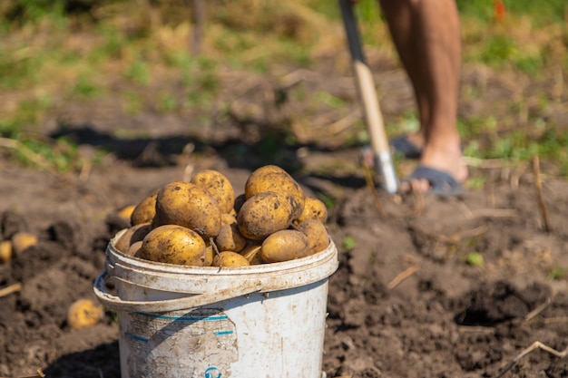Kartoffeln graben. Kartoffeln auf dem Bauernhof ernten. Umweltfreundliches und natürliches Produkt.