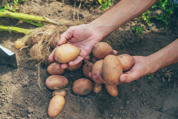 Kartoffeln im Garten graben. Selektiver Fokus.
