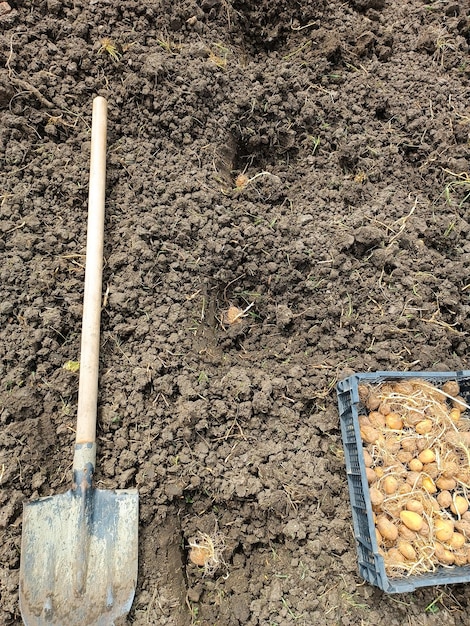 Kartoffeln im Garten pflanzen Eine Kiste mit gekeimten Kartoffeln, eine Schaufel im Feld und Löcher im Boden mit einer Knolle