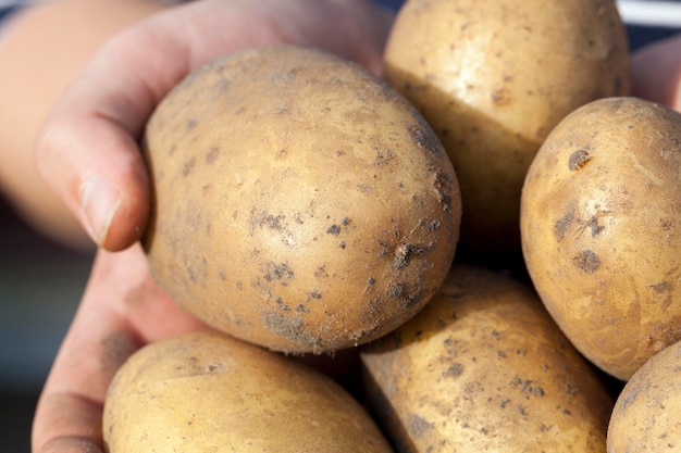 Kartoffeln in der Hand