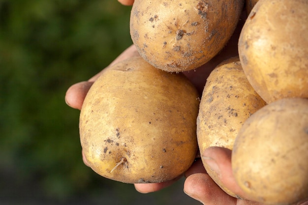 Kartoffeln in der Hand