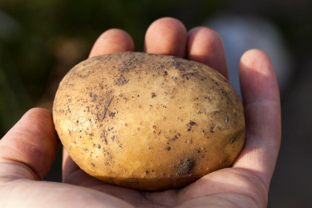 Kartoffeln in der Hand