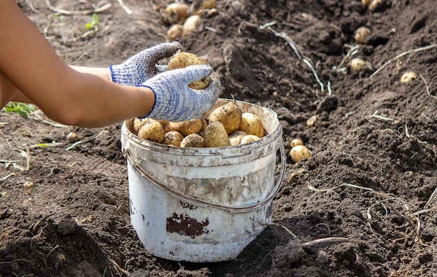 Kartoffeln in seinem Garten angebaut Der Bauer hält Gemüse in seinen Händen Essen