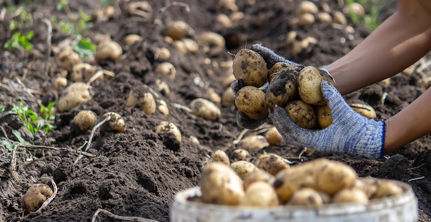 Kartoffeln in seinem Garten angebaut Der Bauer hält Gemüse in seinen Händen Selektiver Fokus auf Lebensmittel