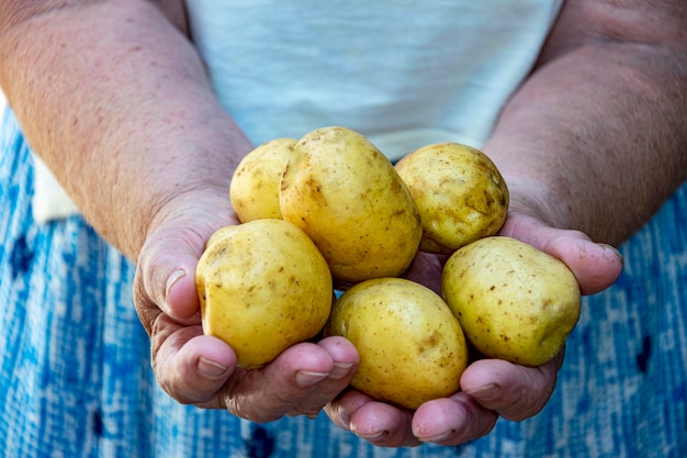 Kartoffeln in weiblichen Händen, Nahaufnahme Eine mollige ältere Frau hält frisches Gemüse
