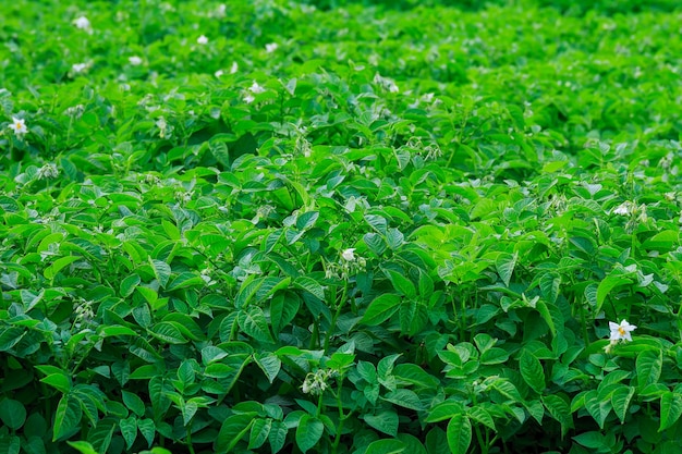 Kartoffeln werden in Reihen auf dem Feld gepflanzt. Grünes Laub von Kartoffeln. Anbau von Kartoffeln auf einem großen Feld. Blühende Kartoffelpflanzen. Agrarland. Weicher Fokus