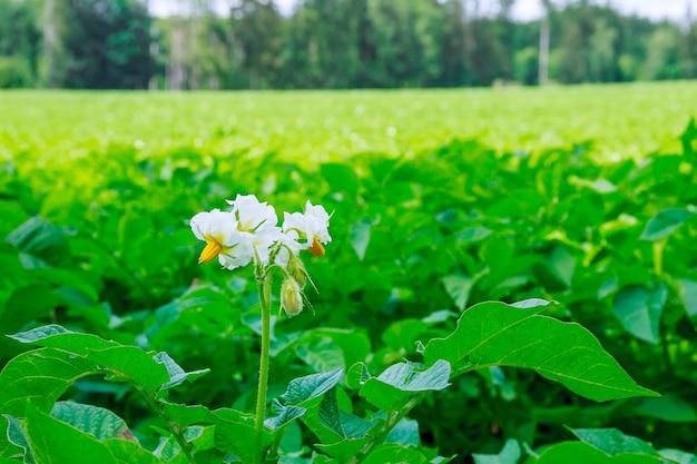 Kartoffeln werden in Reihen auf dem Feld gepflanzt.