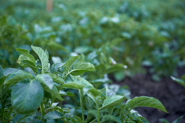 Kartoffelpflanze im Garten Natürlicher Hintergrund