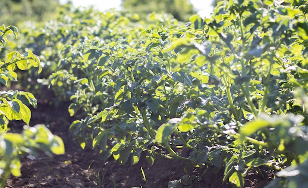 Kartoffelplantagen wachsen auf dem Feld Landwirtschaft Landwirtschaft Grünes Kartoffelfeld in Folge Kartoffelplantagen Solanum tuberosum Sommerlandschaft mit landwirtschaftlichen Flächen