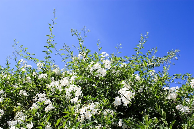 Kartoffelrebe Kartoffelkletterer Jasmin Nachtschatten blühender Strauch