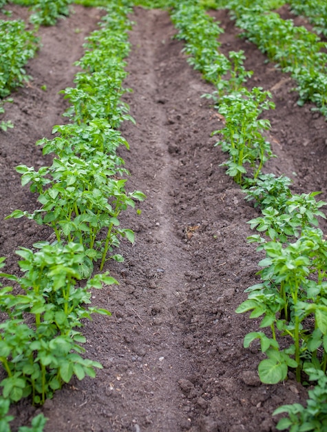 Kartoffelreihen im Hausgarten Vorbereitung für die Ernte Landwirtschaft Kartoffelanbau