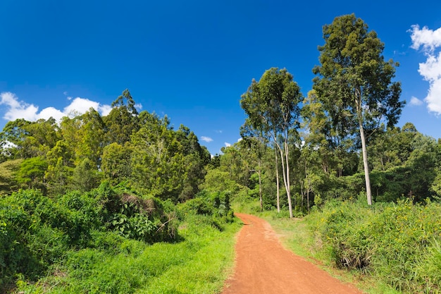 Karura Forest Roads Nairóbi Quênia