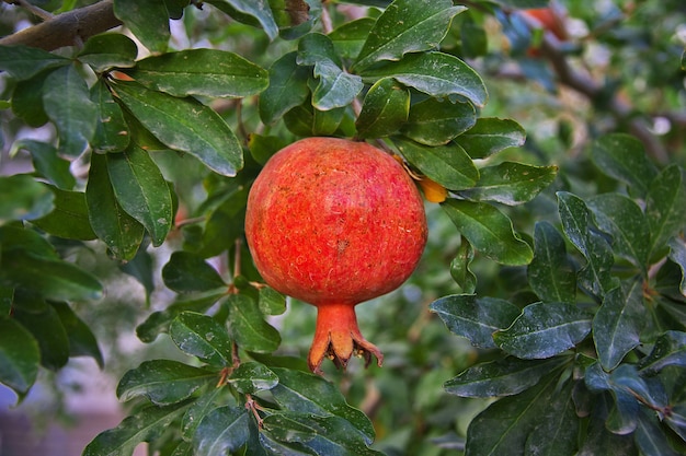 Kashan / irã - 5 de outubro de 2012: a fruta da romã na árvore no jardim, irã