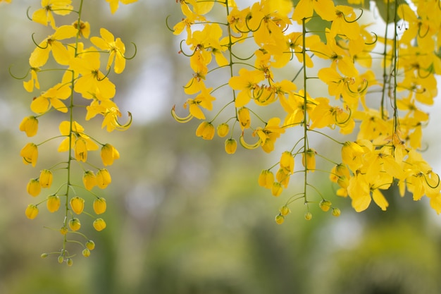 Kassiefistelblumen oder Natursektblume mit Kopieraum für Naturhintergrund