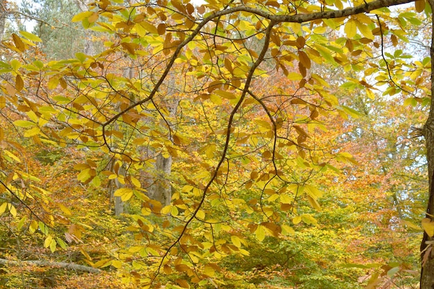 Kastanie (Castanea sativa) mit Herbstlaub