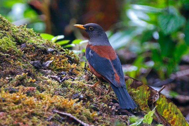 Kastanie-Drossel Turdus-Vögel von Thailand