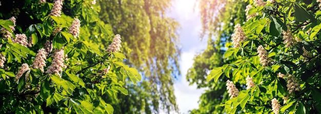 Kastanie mit weißen Blüten bei sonnigem Wetter Kastanienblüten