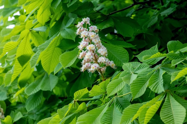 Kastanie mit weißen Blüten bei sonnigem Wetter Nahaufnahme Kastanienblüten