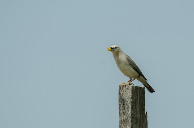 Kastanien-angebundener Starvogel (Sturnus malabaricus) stehend auf der Niederlassung in der Natur, Thailand