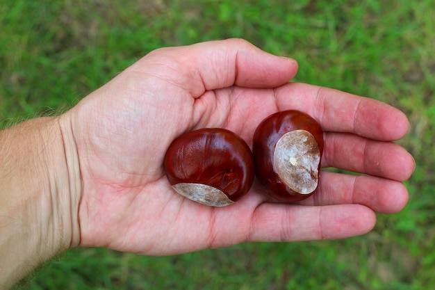 Kastanien in der Hand auf Gras