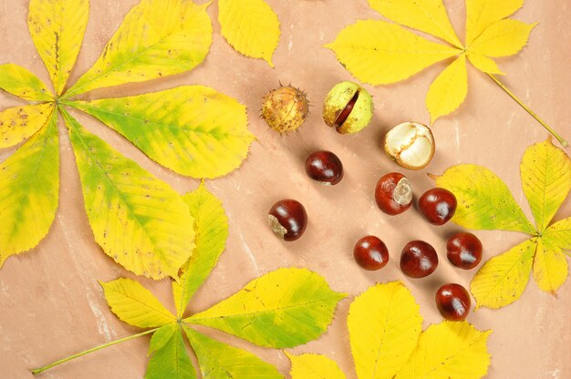 Kastanien mit Ahornherbstlaub