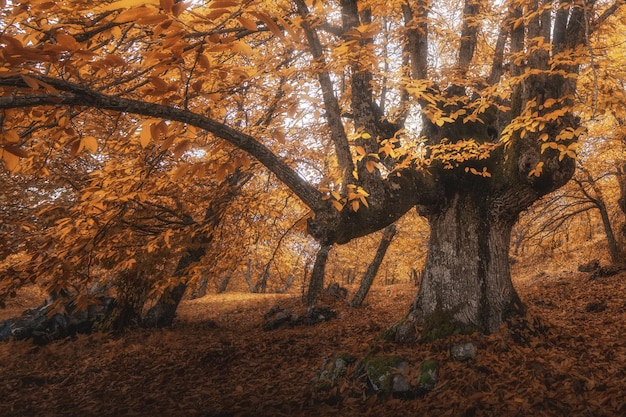 Kastanienbaum in El Valle del Genal