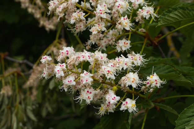 Foto kastanienblumen auf grünem hintergrund in nahaufnahme