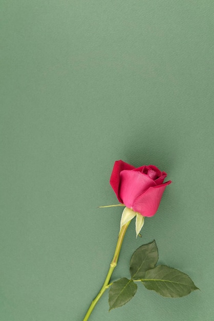 Foto kastanienbraune rote rose natürlicher organischer blumenstiel flatlay draufsicht auf gedämpften neutralen grünen hintergrundraum