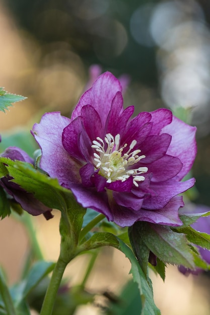 Kastanienbraune violette Nieswurz oder Fastenrose, die im Garten blüht Hellebores Double Crown Rose Bloom