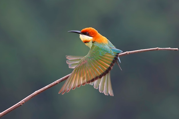 Kastanienbrauner Bienenfresser Merops Leschenaulti schöne Vögel von Thailand