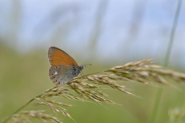 Kastanienheide-Schmetterling in der Natur Nahaufnahme Makro