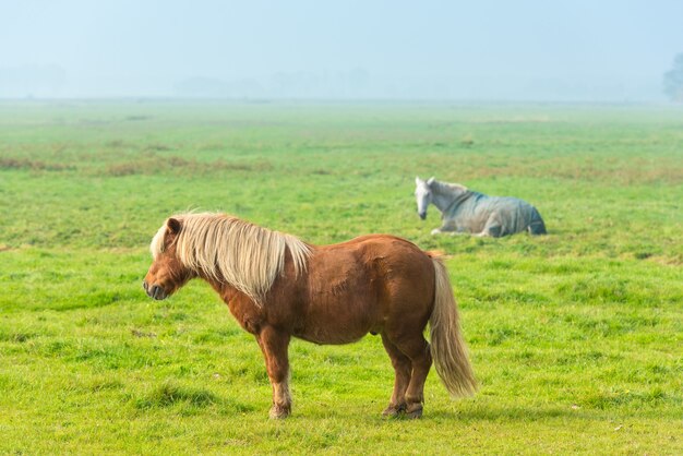 Kastanienhengst, der auf grüner Grasfarm weidet